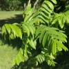 Pterocarya fraxinifolia - Caucasian wingnut - Pterocarya fraxinifolia