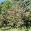 Robinia pseudoacacia Red Cascade - Black Locust; false acacia - Robinia pseudoacacia Red Cascade