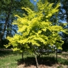 Ulmus pumila  'Aurea' - Siberian elm - Ulmus pumila  'Aurea'