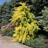 Ulmus pumila  'Aurea' - Siberian elm - Ulmus pumila  'Aurea'