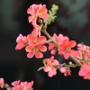 Chaenomeles speciosa 'Apple Blossom'-  Chinesische Zierquitte - Chaenomeles speciosa 'Apple Blossom'