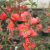 Chaenomeles xsuperba 'Clementine' - pigwowiec pośredni - Chaenomeles xsuperba'Clementine'