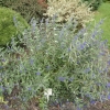 Caryopteris x clandonensis  'Heavenly Blue' - barbula klandońska - Caryopteris x clandonensis  'Heavenly Blue '