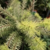 Larix kaempferi 'Magic Gold' - Japanese Larch - Larix kaempferi 'Magic Gold'