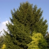 Picea abies 'Aurea Magnifica' - Norway spruce - Picea abies 'Aurea Magnifica'