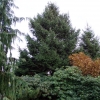 Picea abies 'Aurea Magnifica' - Norway spruce - Picea abies 'Aurea Magnifica'