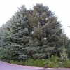 Picea koyamai - Koyama-Fichte - Picea koyamai