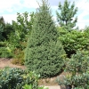 Picea schrenkiana - Schrenks Fichte - Picea schrenkiana