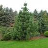 Pinus cembra var. sibirica - Zirbelkiefer - Pinus cembra var. sibirica ; Pinus  sibirica