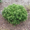 Pinus mugo 'Mini Mops' - mountain pine - Pinus mugo 'Mini Mops'