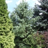 Pinus wallichiana -  Himalayan Blue Pine - Pinus wallichiana ;  Pinus griffithii