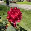 Red Impulse - Rhododendron hybrid - Red Impulse - Rhododendron hybridum