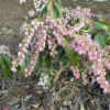 Pieris japonica 'Katsura' - Japanese Pieris - Pieris japonica 'Katsura'