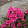 Anne Frank - Japanese azalea - Anne Frank - Rhododendron