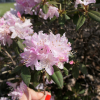 Gigi - Japanese azalea - Gigi - Rhododendron ; azalea