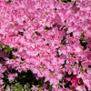 Janny - Japanese azalea - Janny - Rhododendron