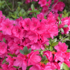 Noriko - Japanese Azalea - Noriko - Rhododendron