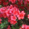 Stewartstonian - Japanese azalea - Stewartstonian - Rhododendron