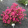 Torello - Japanese azalea - Torello - Rhododendron