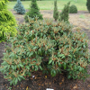 Rhododendron yakushimanum x adenopodum - Rhododendron yakushimanum x adenopodum