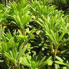 Rhododendron sutchuenense - Рододендрон sutchuenense - Rhododendron sutchuenense