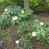 Rhododendron wightii - Wight's Rhododendron - Rhododendron wightii