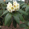 Rhododendron wightii - Wight's Rhododendron - Rhododendron wightii