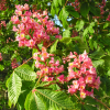 Aesculus  xcarnea 'Briotii' - Red horse-chestnut - Aesculus  xcarnea 'Briotii'  ; Aesculus hippocastanum  x Aesculus pavia ; Aesculus rubicunda