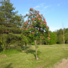 Aesculus  xcarnea 'Briotii' - Red horse-chestnut - Aesculus  xcarnea 'Briotii'  ; Aesculus hippocastanum  x Aesculus pavia ; Aesculus rubicunda