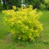 Acer negundo 'Auratum' - klon jesionolistny - Acer negundo 'Auratum' ; Acer negundo  var odessanum