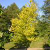 Acer negundo 'Auratum' - klon jesionolistny - Acer negundo 'Auratum' ; Acer negundo  var odessanum