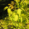 Acer negundo 'Auratum' - klon jesionolistny - Acer negundo 'Auratum' ; Acer negundo  var odessanum