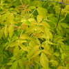 Acer negundo 'Auratum' - klon jesionolistny - Acer negundo 'Auratum' ; Acer negundo  var odessanum