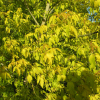 Acer negundo 'Auratum' - klon jesionolistny - Acer negundo 'Auratum' ; Acer negundo  var odessanum