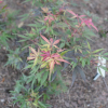 Acer palmatum 'Shaina'  - Japanese maple - Acer palmatum 'Shaina'