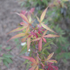 Acer palmatum 'Shaina'  - Japanese maple - Acer palmatum 'Shaina'