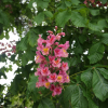 Aesculus  xcarnea 'Briotii' - Red horse-chestnut - Aesculus  xcarnea 'Briotii'  ; Aesculus hippocastanum  x Aesculus pavia ; Aesculus rubicunda