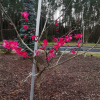 Prunus mume  BENI-CHI-DORI - Chinese plum ; Japanese apricot - Prunus mume  BENI-CHI-DORI