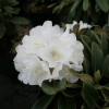 Silbervelours - różanecznik rdzawy - Silbervelours  - Rhododendron pachysanthum