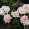 Silbervelours - różanecznik rdzawy - Silbervelours  - Rhododendron pachysanthum