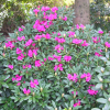 Nathalie - Smirnow Rhododendron - Nathalie - Rhododendron hybridum