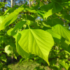 Tilia ×europaea 'Wratislaviensis' - Ли́па европе́йская ; Липа обыкнове́нная ; Липа сердцели́стная - Tilia ×europaea 'Wratislaviensis'