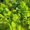 Tilia ×europaea 'Wratislaviensis' - Ли́па европе́йская ; Липа обыкнове́нная ; Липа сердцели́стная - Tilia ×europaea 'Wratislaviensis'