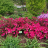 Georg Arends - Japanese azalea - Georg Arends - Rhododendron  (Azalea)