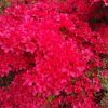 Hino-crimson - Japanese Azalea - Hino-crimson - Rhododendron