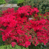 Hino-crimson - Japanese Azalea - Hino-crimson - Rhododendron