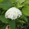 Hydrangea arborescens 'Bounty'- hortensja drzewiasta ;hortensja krzewiasta ; hortensja krzaczasta - Hydrangea arborescens 'Bounty'