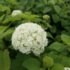 Hydrangea arborescens 'Bounty'- hortensja drzewiasta ;hortensja krzewiasta ; hortensja krzaczasta - Hydrangea arborescens 'Bounty'