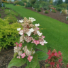 Hydrangea paniculata 'Bokraplume' MAGICAL FIRE PBR - hortensja bukietowa - Hydrangea paniculata 'Bokraplume' MAGICAL FIRE PBR