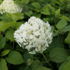 Hydrangea arborescens 'Sheep Cloud' - hortensja krzewiasta - Hydrangea arborescens 'Sheep Cloud'